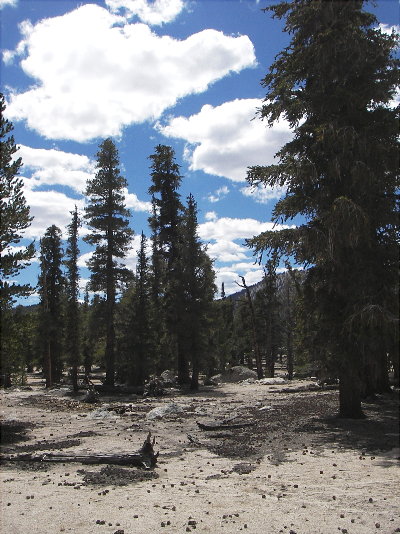 Horseshoe Meadow, near Mt. Whitney, Ca