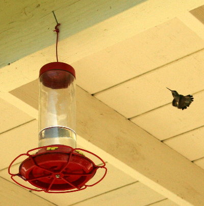 hummingbird near feeder