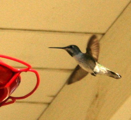 Hummingbrids at a feeder