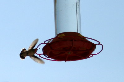 humming bird