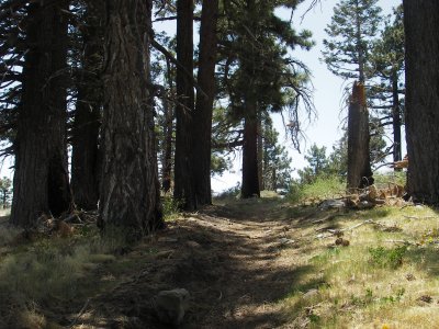 The trail near Jackson Flats