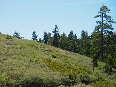 Meadow on Jackson Flats Trail