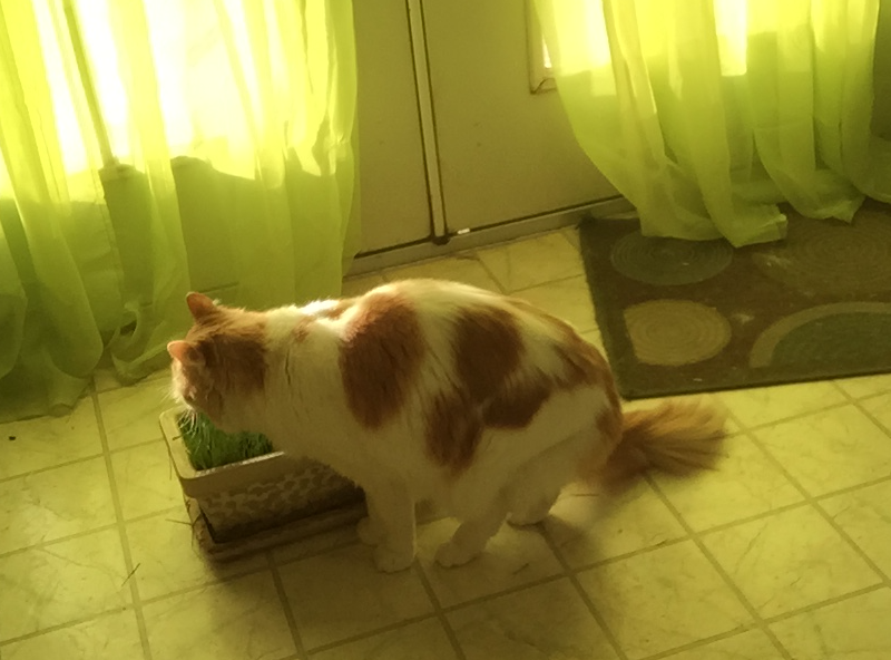 Jim eating the grass