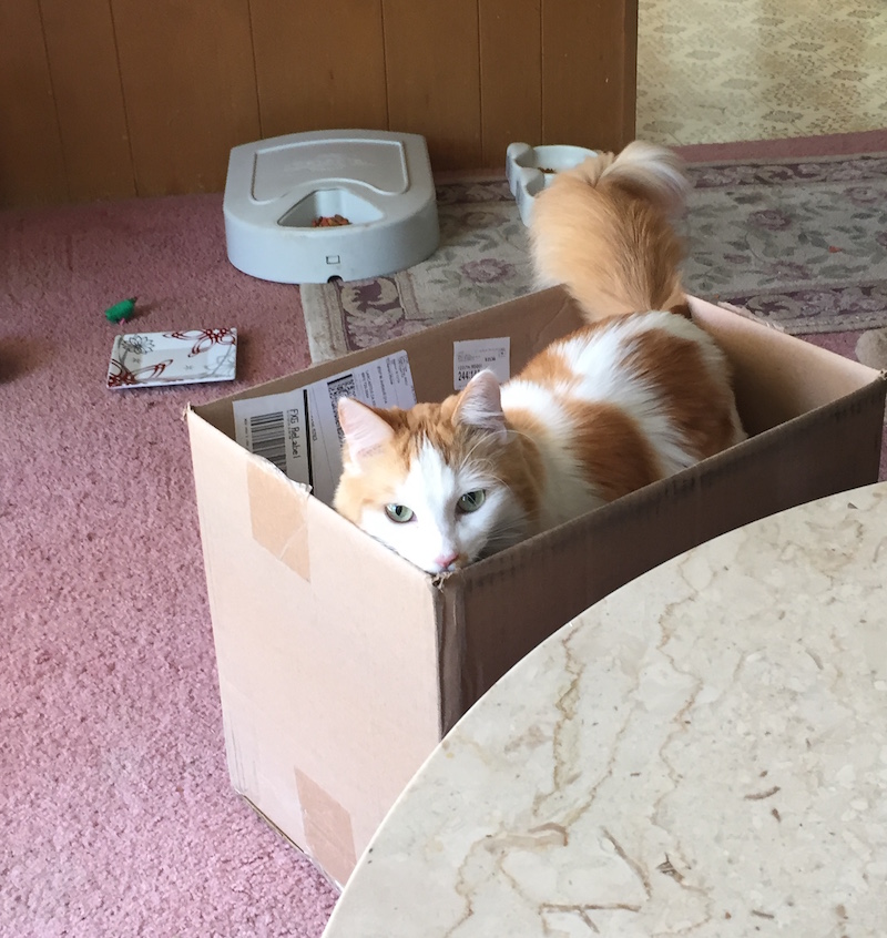 Cat in a box