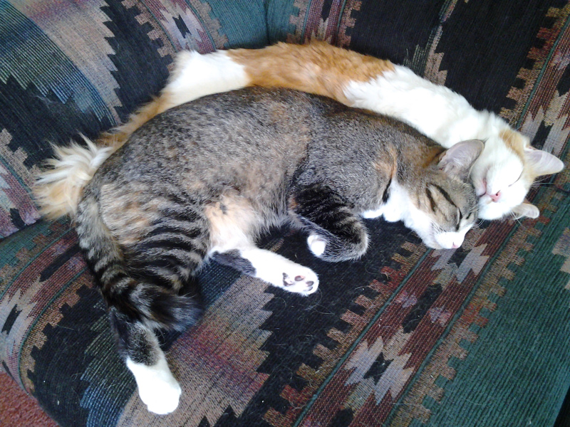 Jimmy and Suzy napping on the loveseat.
