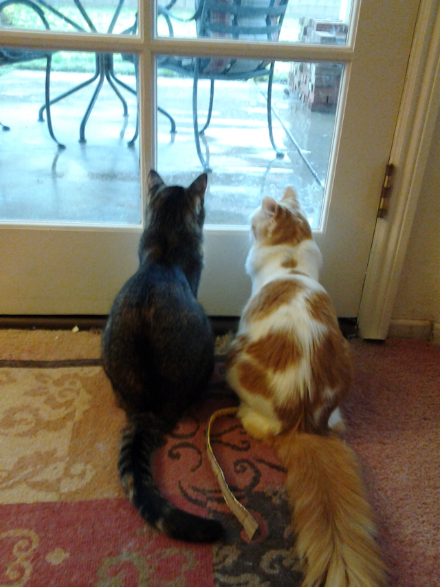 jimmy and suzy looking out the french doors