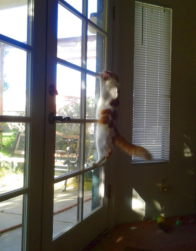 jimmy climbing the french doors