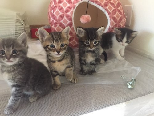 kittens!