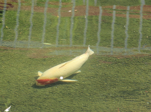 Koi in San Diego Zoo