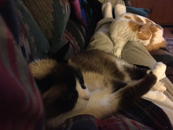 lap cats