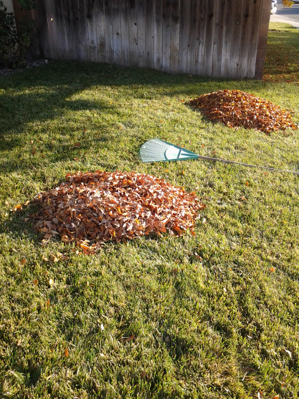 leaf piles
