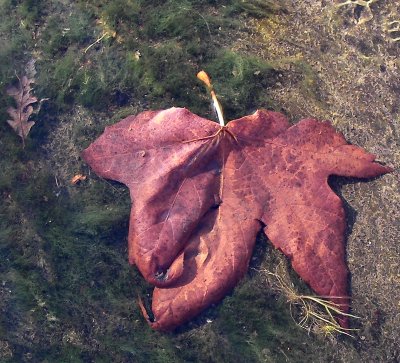 leaves in water