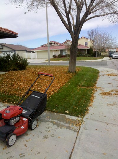 leaf clearing after Thanksgiving, 2010
