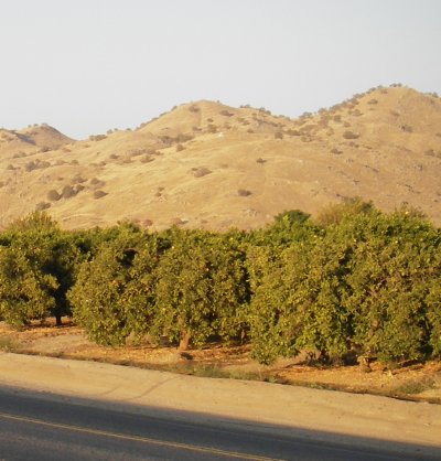 lemon grove