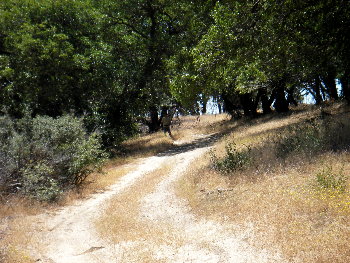 trail at top of liebre mountain