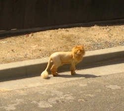 lioncut