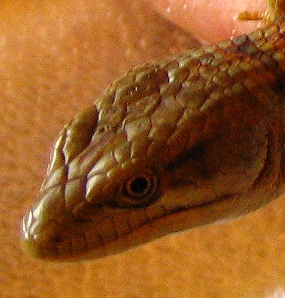 lizard closeup