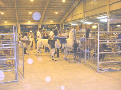 preparing the llama's for judging