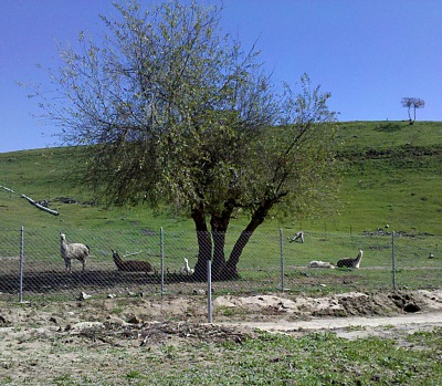 llamas in somis