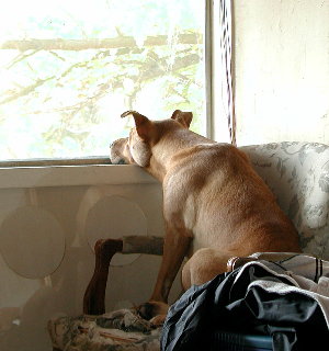 lonely dog looking out of window