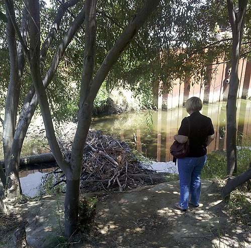 Beaver dam on Alhambra Creek in Martinez, CA