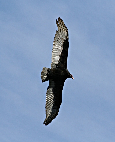 Buzzard soaring over Martinez