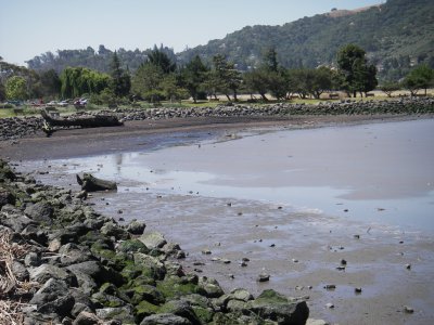 Shoreline at Martinez