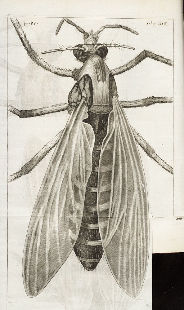 Robert Hooke, Micrographia Image
