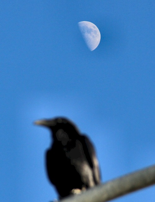Half Moon and a Crow