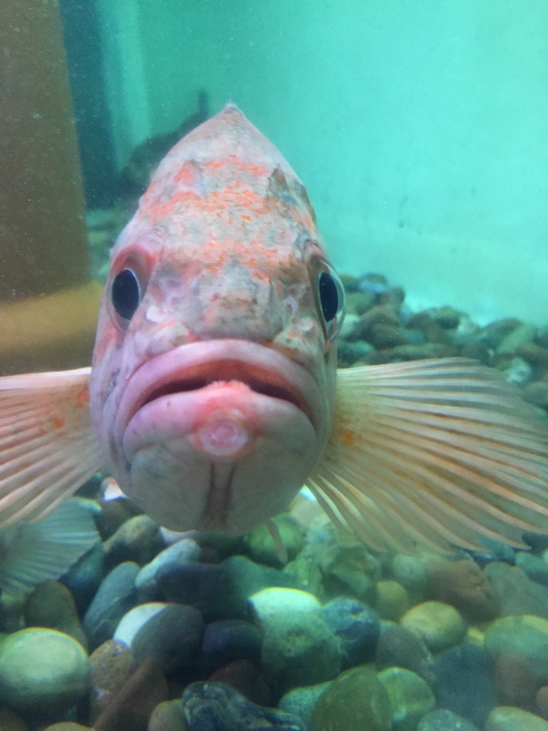 A curious fish