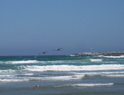 gulls over the ocean at morro bay