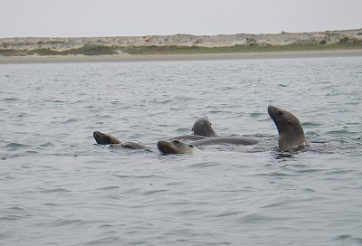 Seals in Morro Bay