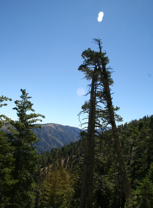 Mountains and trees near Wrightwood, Ca.