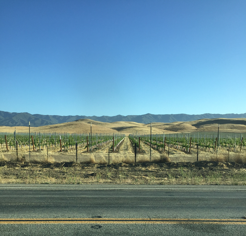 Vineyard near New Cuyama