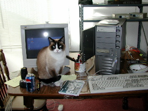riley the cat, and the new pc