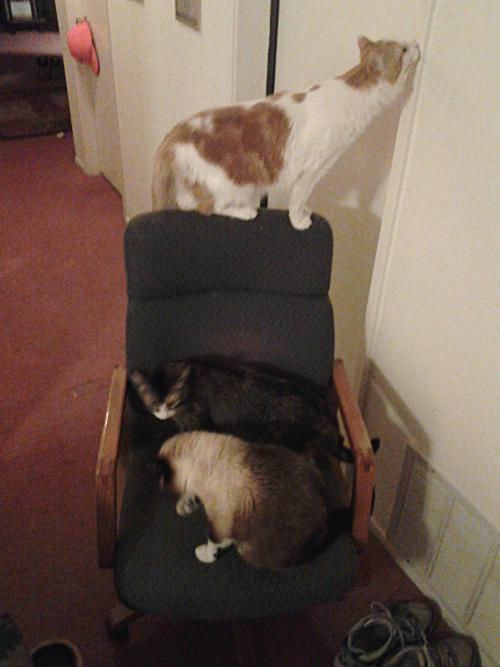 A new to me chair that the cats found interesting.
