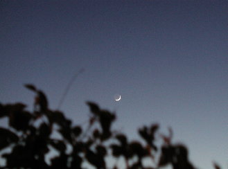 new moon over roses