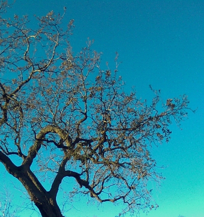 oak tree