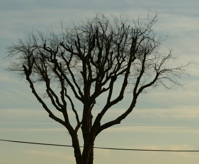 old tree along avenue J in the east valley