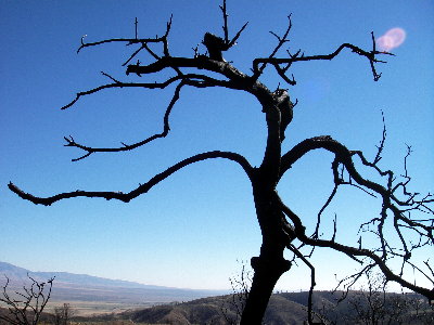 old, burned, tree