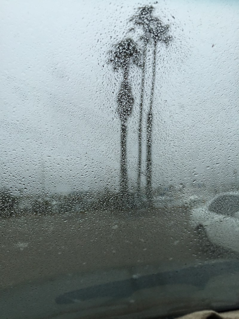 Channel Island palm trees in fog.