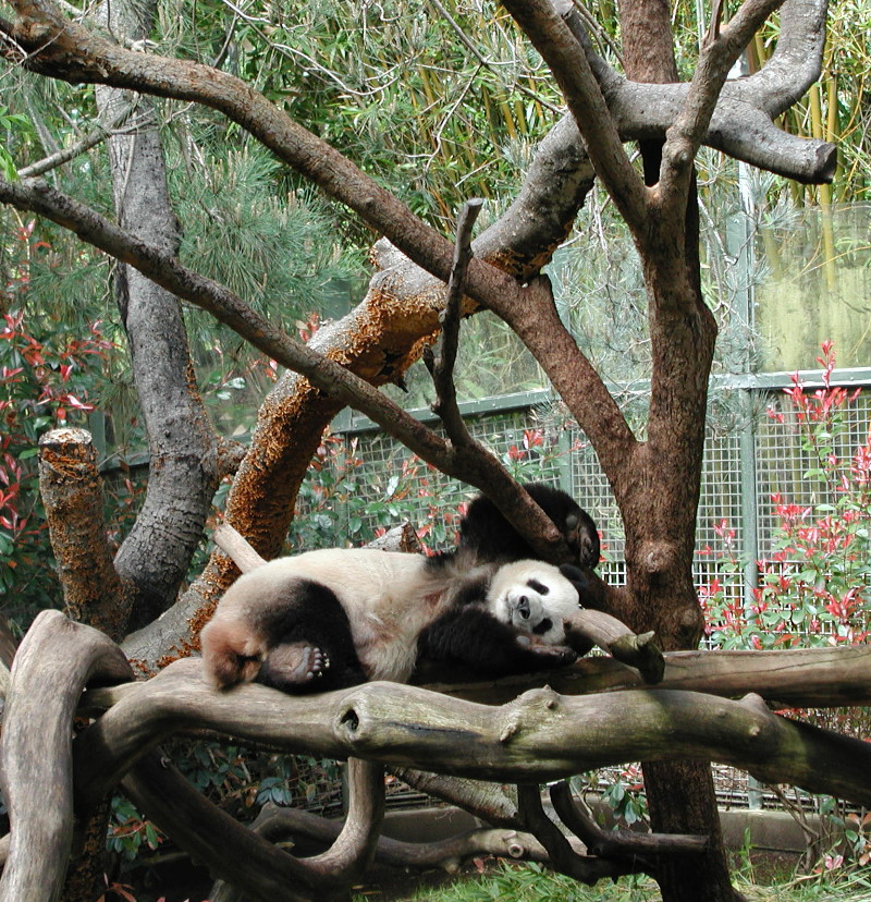 pandas