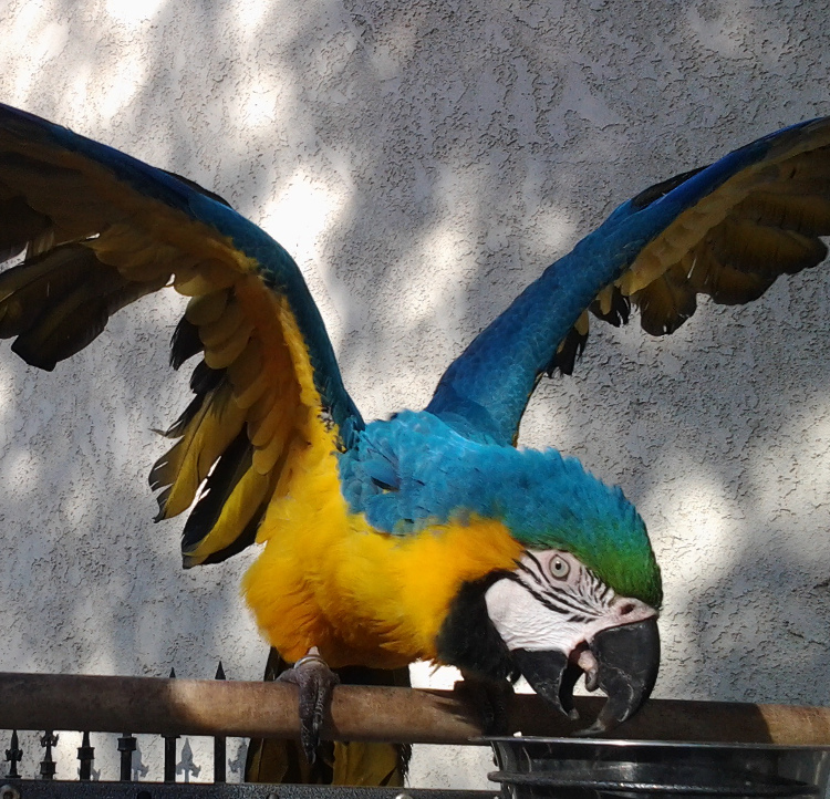 Parrot