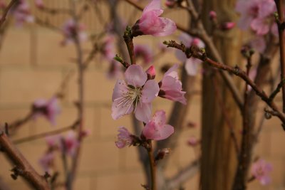 Peach Blossoms