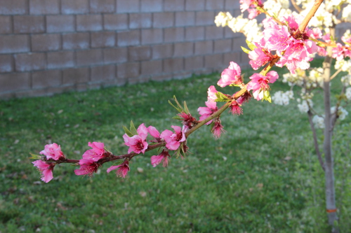 Peach Blossoms, March 2013, Antelope Valley