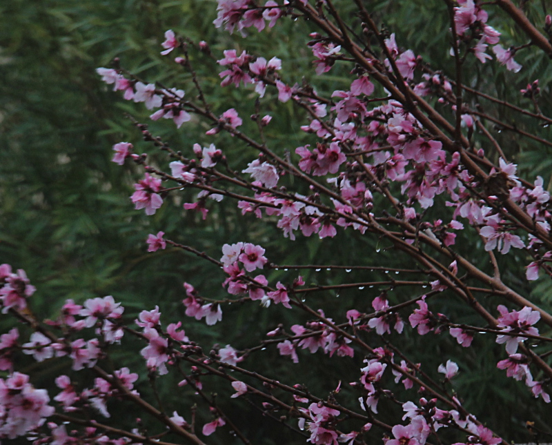 peach blossoms in the rain