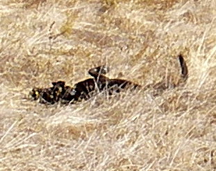 peg rolling in the grass