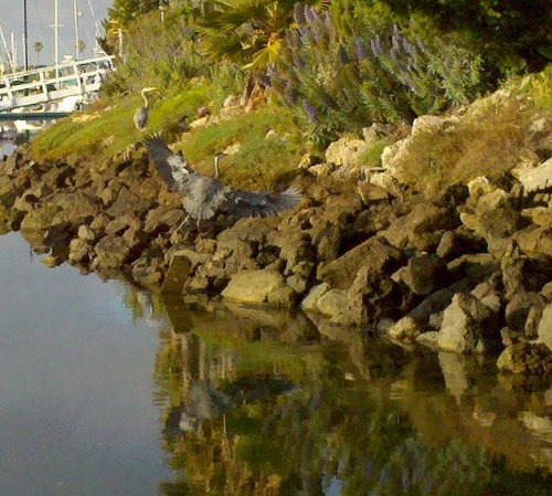 Pelicans at Channel Islands Harbor, 2010