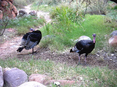 Wild turkeys down at the phantom ranch