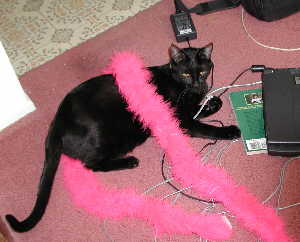 phoebe and boa